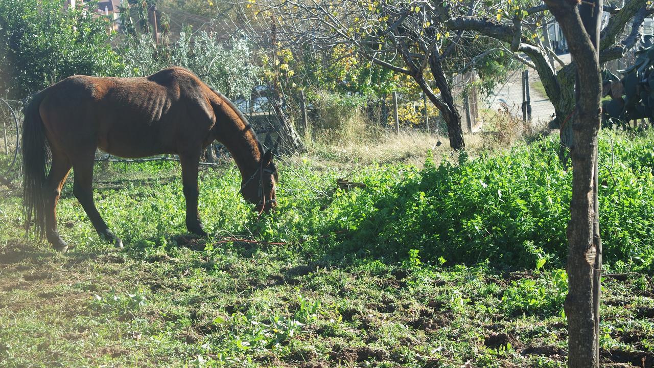 Agriturismo Masseria I Risi ξενώνας SantʼEufemia Lamezia Εξωτερικό φωτογραφία