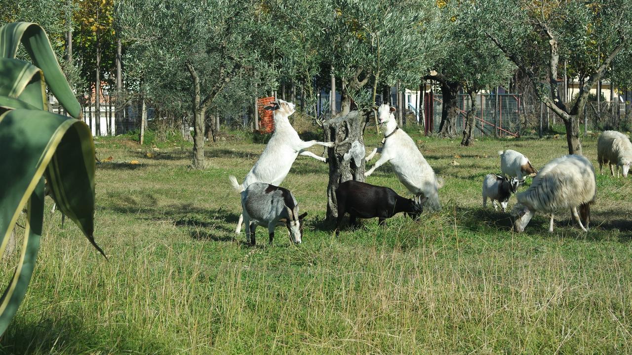 Agriturismo Masseria I Risi ξενώνας SantʼEufemia Lamezia Εξωτερικό φωτογραφία